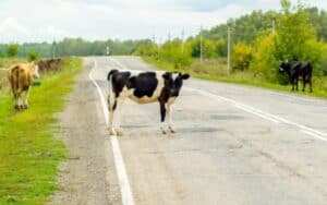 cows in a road