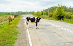 cows crossing the road, danger to trucks