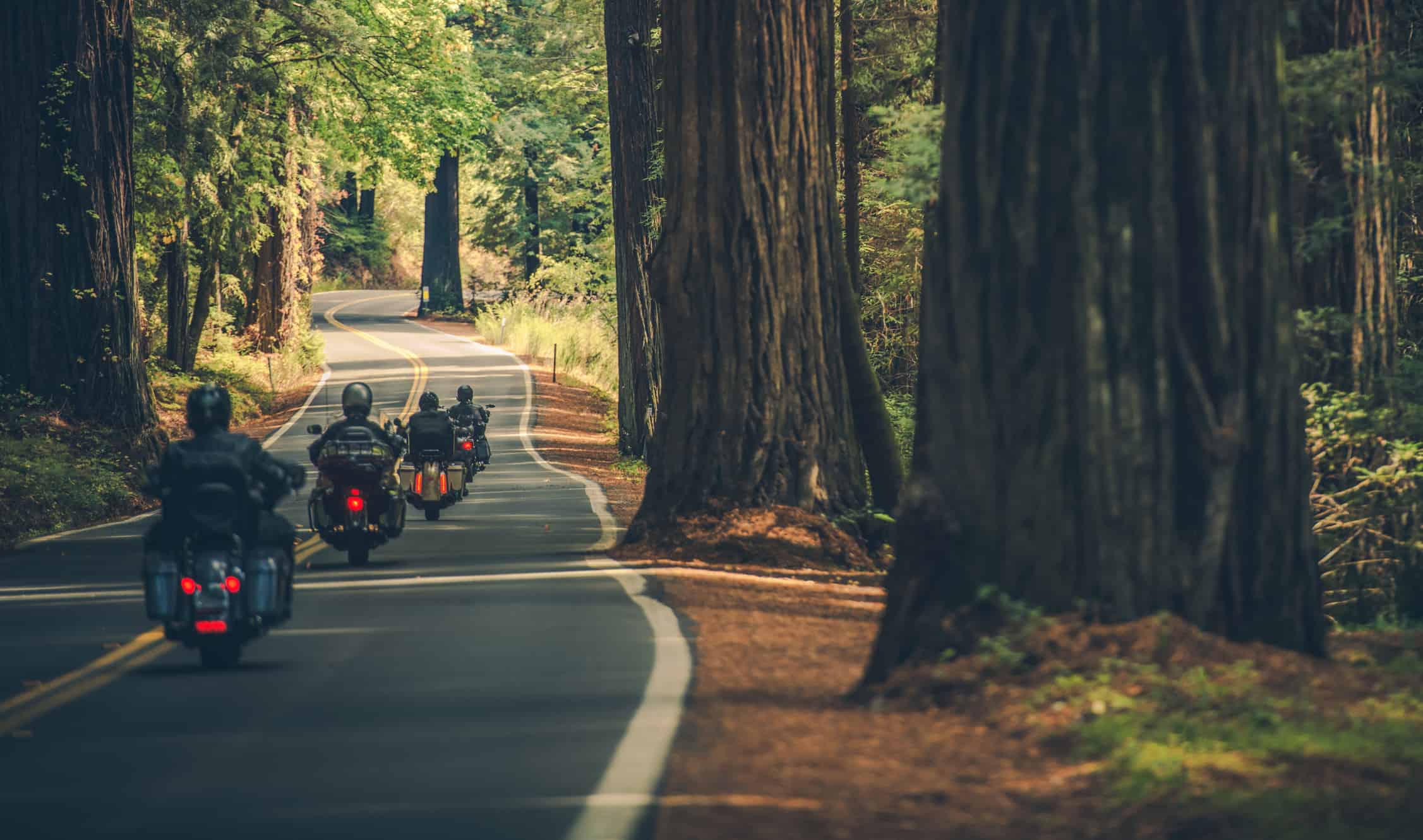 Motorcycle Group Touring Through the Scenic Redwood Highway in Northern California